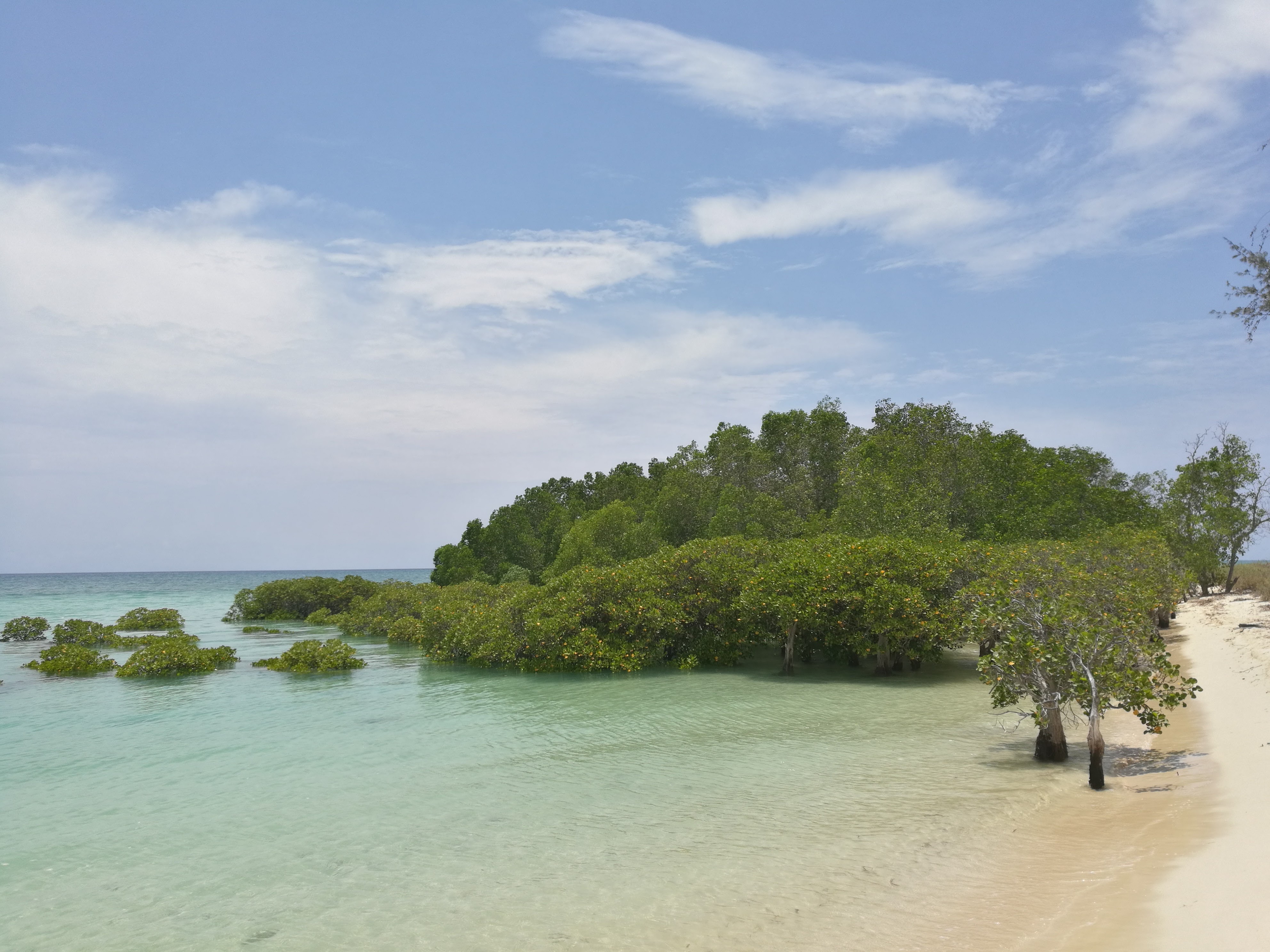 Mangrove silence experience