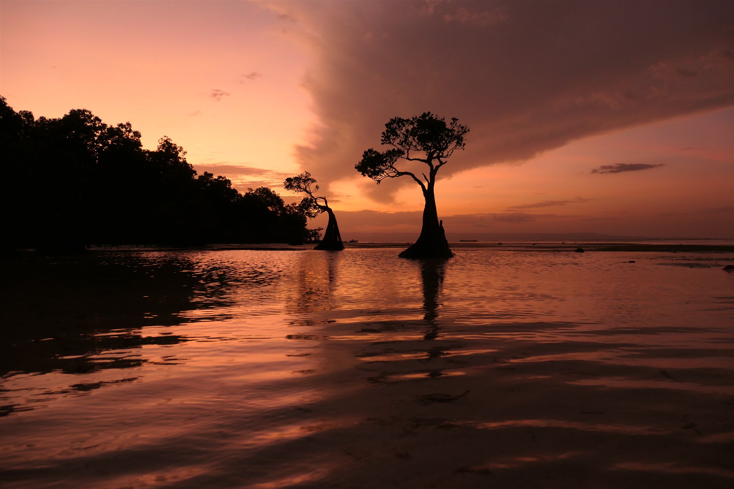Mangrove silhouettes at sunset on Sumba