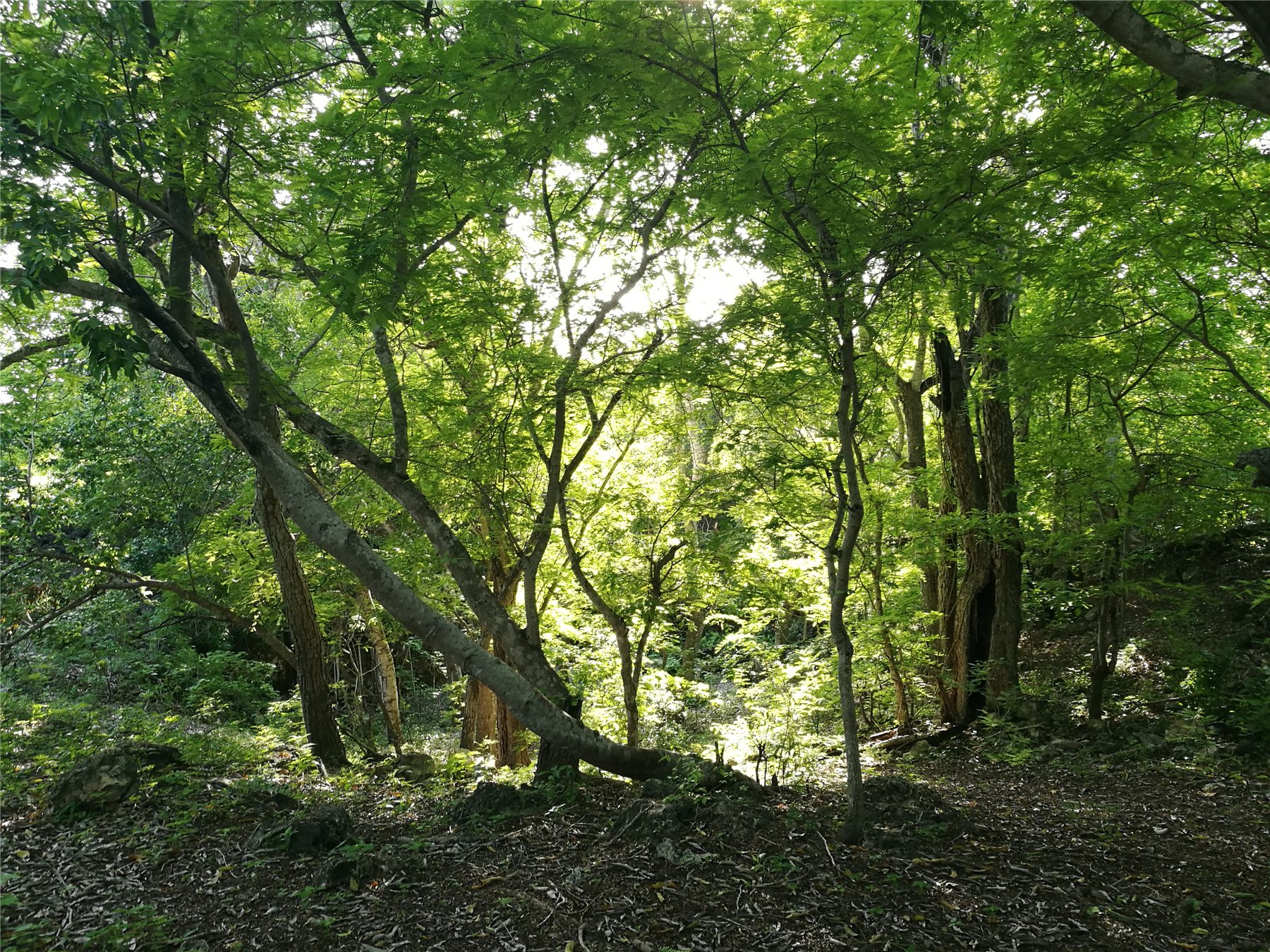 Mature green canopy on the Nila Resort site